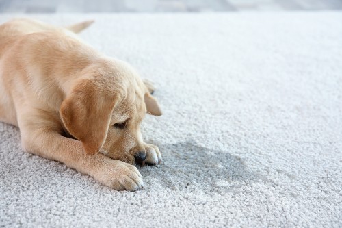 A dog lays on the floor in front of its urine stain on the carpet.