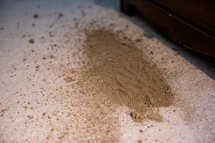 Dirt on carpeting is all too common in the fall. Make sure to get your carpeting cleaned before the cold sets in.