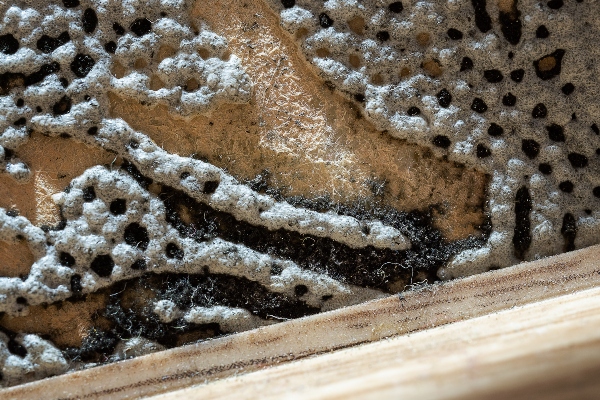 A carpet is on display that has intense mold growth.